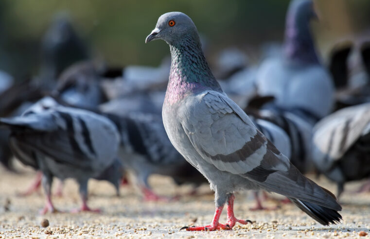 Why to Approach Professional Pest Bird Control Service?